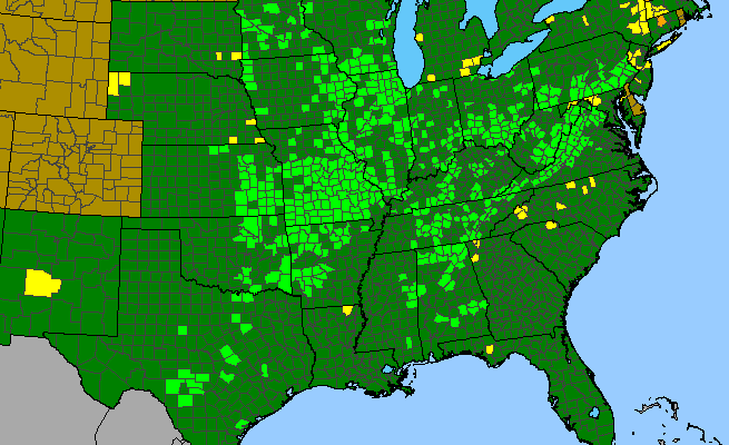 The range of Isanthus brachiatus